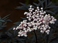 Sambucus nigra Black Lace IMG_4501 Bez czarny